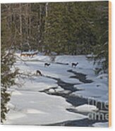 Deer Crossing Frozen Blackwater River Wood Print