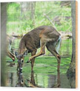 Deer Drinking Water And Scratching Head Wood Print