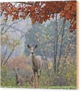 Deer Framed By Red Fall Leaves Wood Print