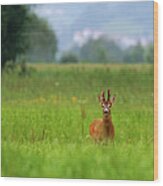 Deer In Front Of Swiss Border Wood Print
