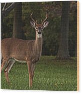 Deer In Headlight Look Wood Print
