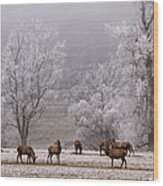 Deer In Hoar Frost Wood Print