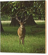 Deer In Park Wood Print
