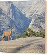 Deer In Yosemite Wood Print