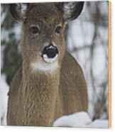 Deer Portrait Wood Print
