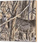 Deerlings Wood Print