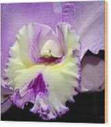 Delicate Violet Orchid Wood Print