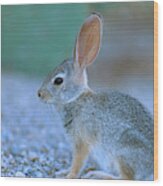 Desert Cottontail Rabbit Wood Print