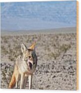 Desert Coyote Wood Print