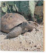 Desert Tortoise, Arizona Wood Print