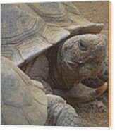 Desert Tortoise Wood Print