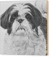 Detailed Shih Tzu Portrait Wood Print