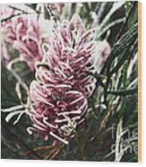 Dew Covered Grevillea Wood Print