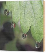 Dew Drops On A Strawberry Leaf Wood Print