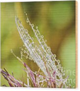 Dew On The Thistle Wood Print