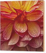 Dewy Dahlia Wood Print