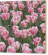 Diamond Tulip Flowering Netherlands Wood Print
