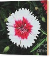 Dianthus Red And White Flower Decor Macro Fresco Digital Art Wood Print