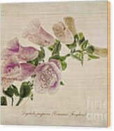 Digitalis Purpurea Aka Common Foxglove Wood Print