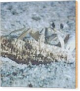 Beach Crab Snacking Wood Print