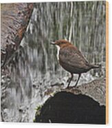 Dipper Wood Print