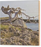 Divi Divi Tree On The Coastline Of Aruba Wood Print