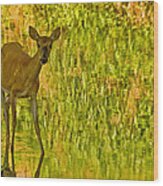 Doe In Creek Wood Print