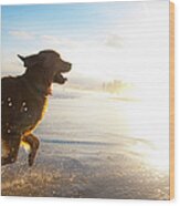 Dog Running On The Beach Wood Print