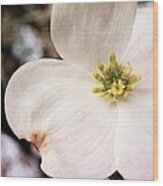 Dogwood Bloom Closeup Wood Print