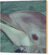 Dolphin At Seaworld Wood Print