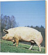 Domestic Pig Sus Scrofa Domesticus Wood Print