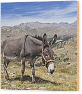 Donkey Alps France Wood Print