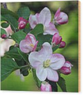 Door County Apple Blossoms Wood Print