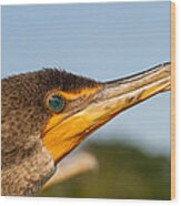 Double-crested Cormorant Wood Print