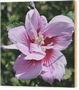 Double Headed Marsh Mallow Althaea Officinalis Wood Print