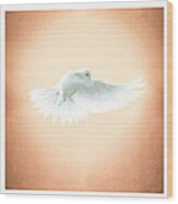 Dove In Flight Triptych Wood Print