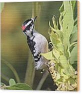 Downy Woodpecker On Sunflower Wood Print