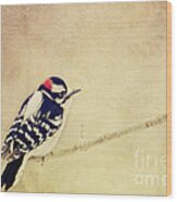 Downy Woodpecker Wood Print