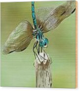 Dragon Fly Wood Print