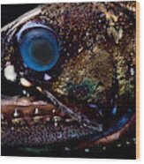 Dragonfish Astronesthes Oligoa Wood Print