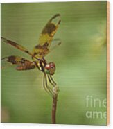 Dragonfly 2 Wood Print