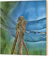 Dragonfly Wood Print