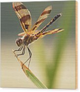 Dragonfly Dreams Wood Print