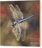 Dragonfly Floating Wood Print