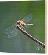 Dragonfly In The Sun Wood Print