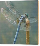 Dragonfly On Stick Wood Print