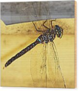 Dragonfly Web Wood Print