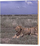 Drama On The Serengeti Wood Print