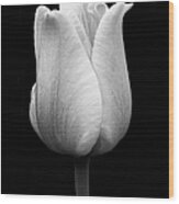 Dramatic Tulip Flower Black And White Wood Print