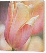 Dreamsicle Tulip Wood Print